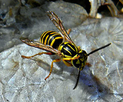 yellow jacket